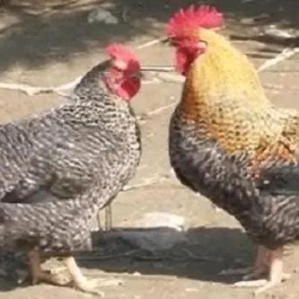 筑金坝芦花鸡场官方账号