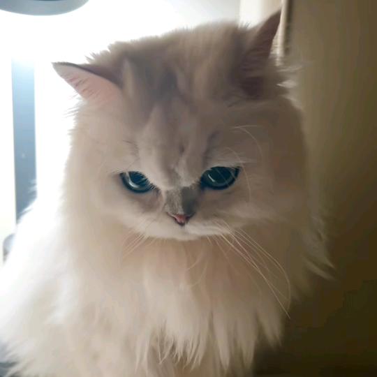 🌈没心没肺🌈