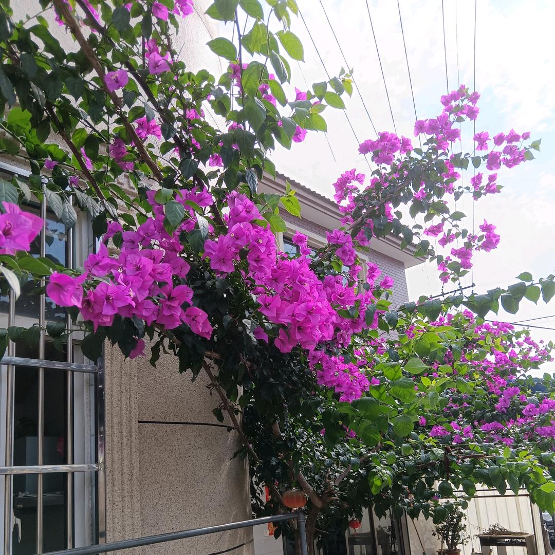 🌸❤️刀爷🌸❤️