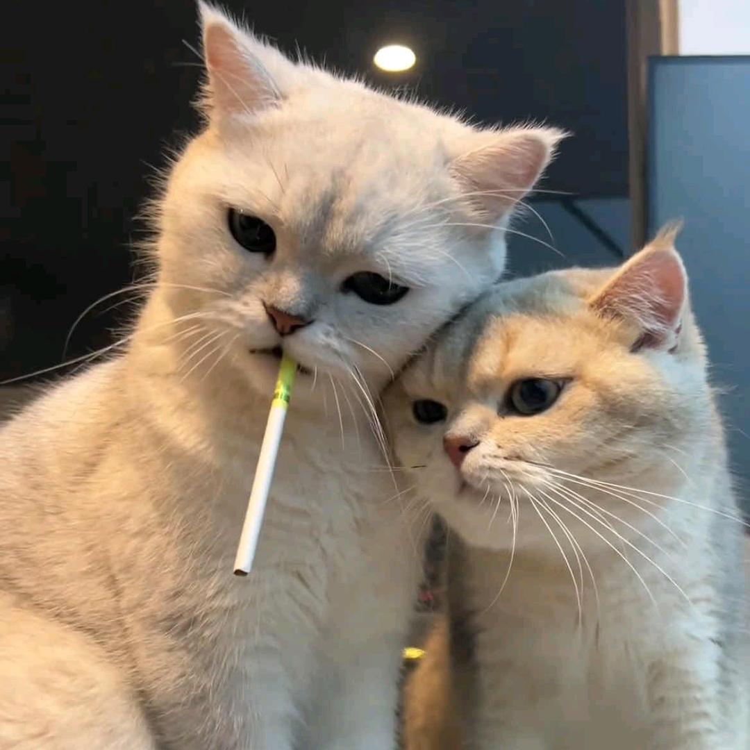 阝            　🪳 穿短袖