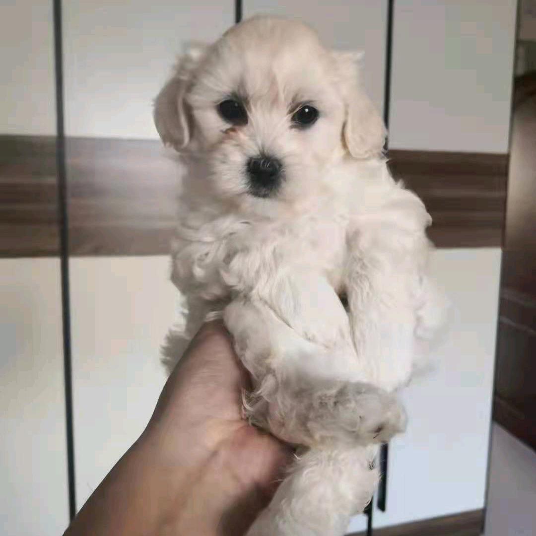 徐老大呀