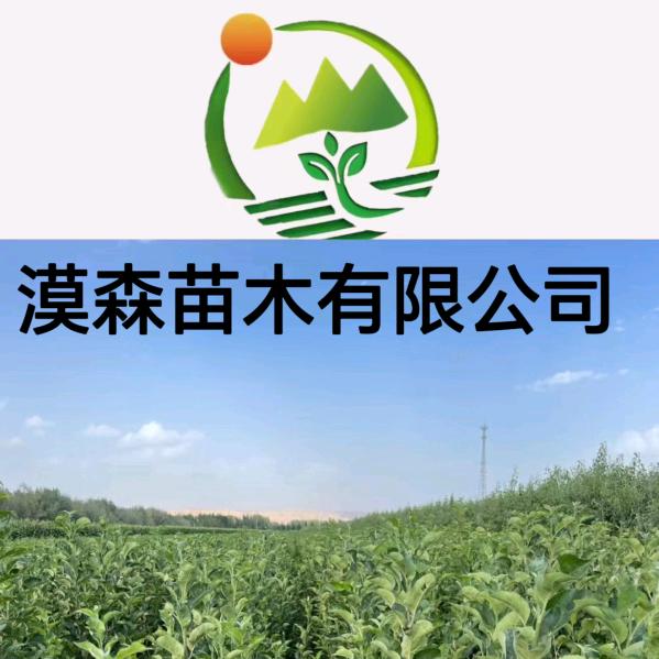 阿克苏漠森苗木有限公司