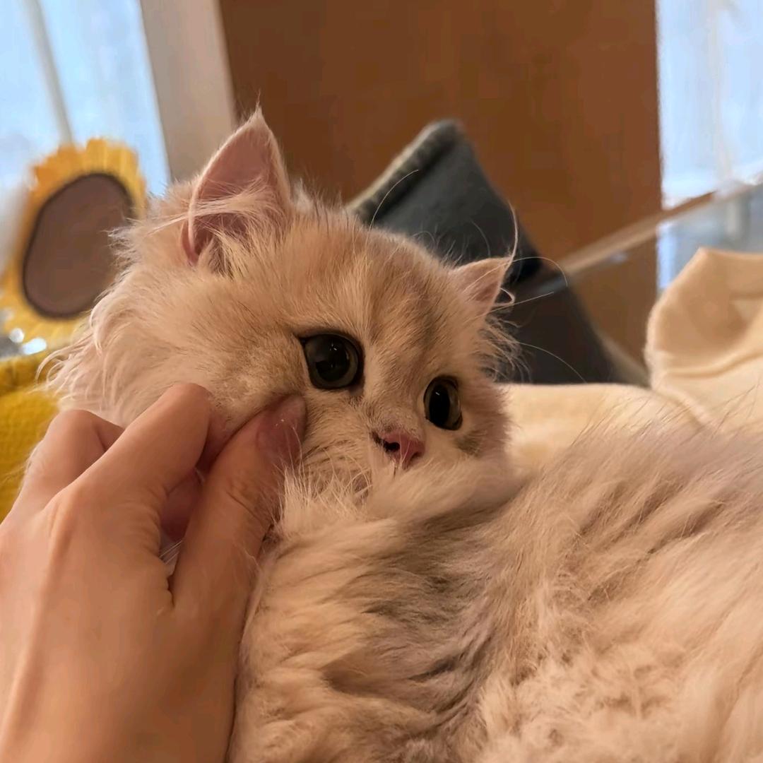 🐰