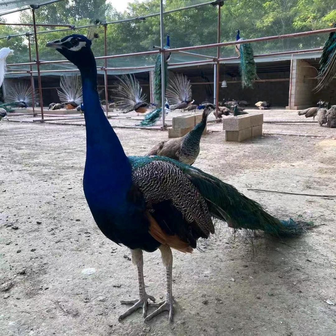 一路常鸿