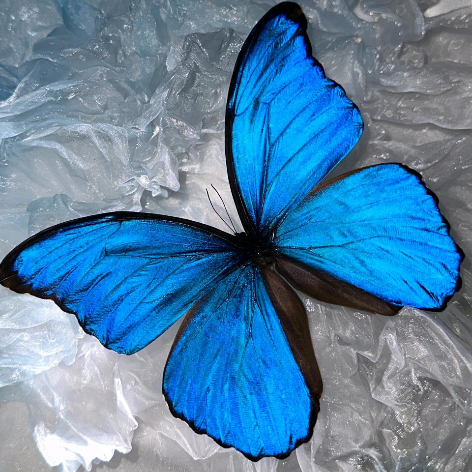 云上川🦋