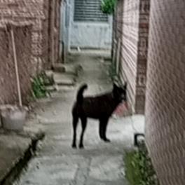 別问问就叫哥