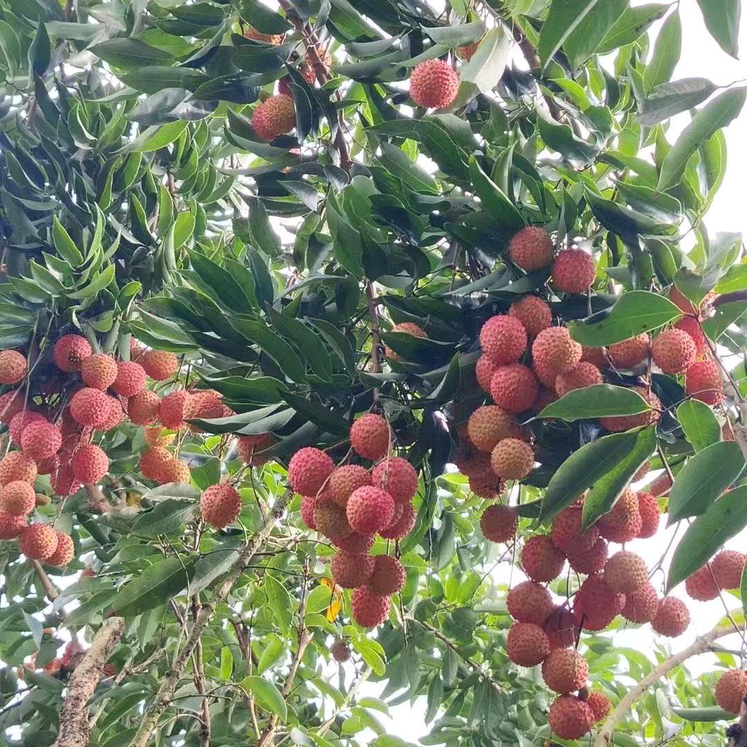 林雨