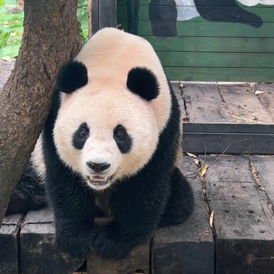 鹿鸣呦呦
