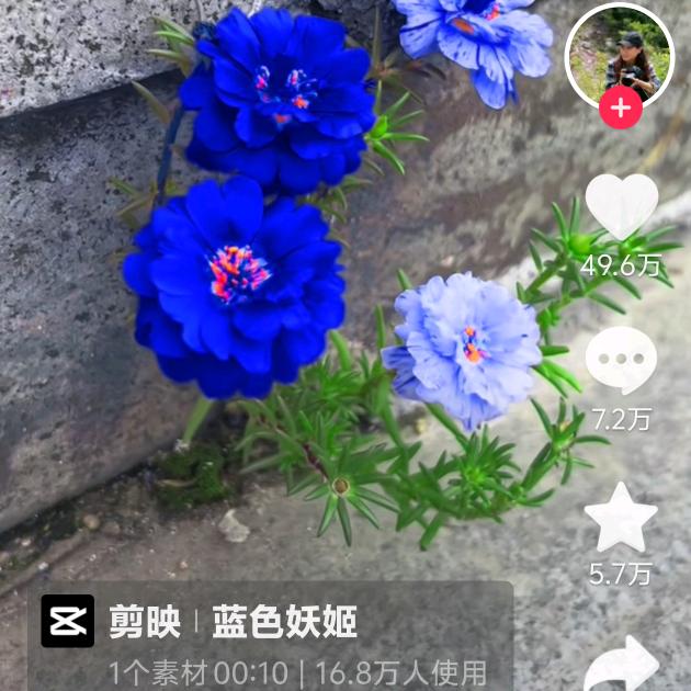 南山居士