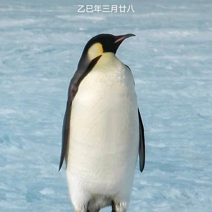 昵称