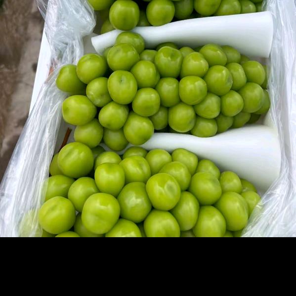 💞大量ღ收  购᭄阳光💕꧔ꦿ玫瑰