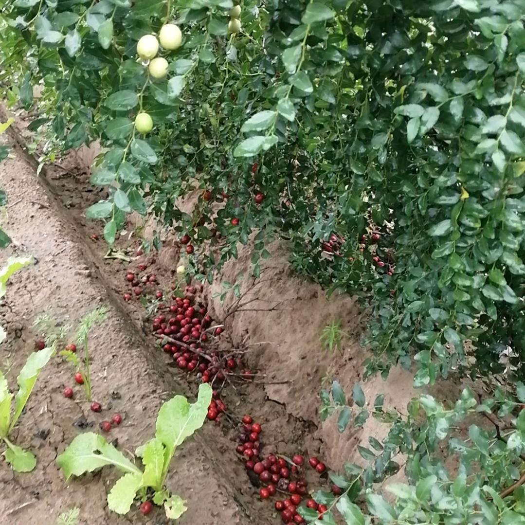 农副产品山货购销～彬豪