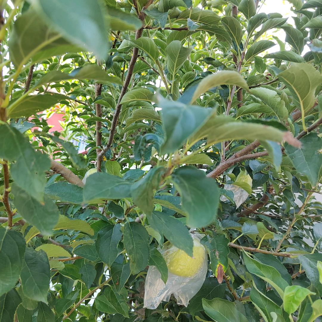 陈成花