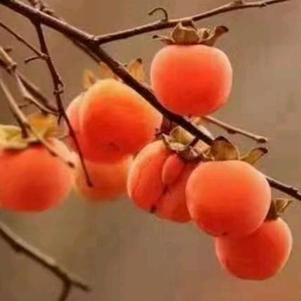 萤火虫123