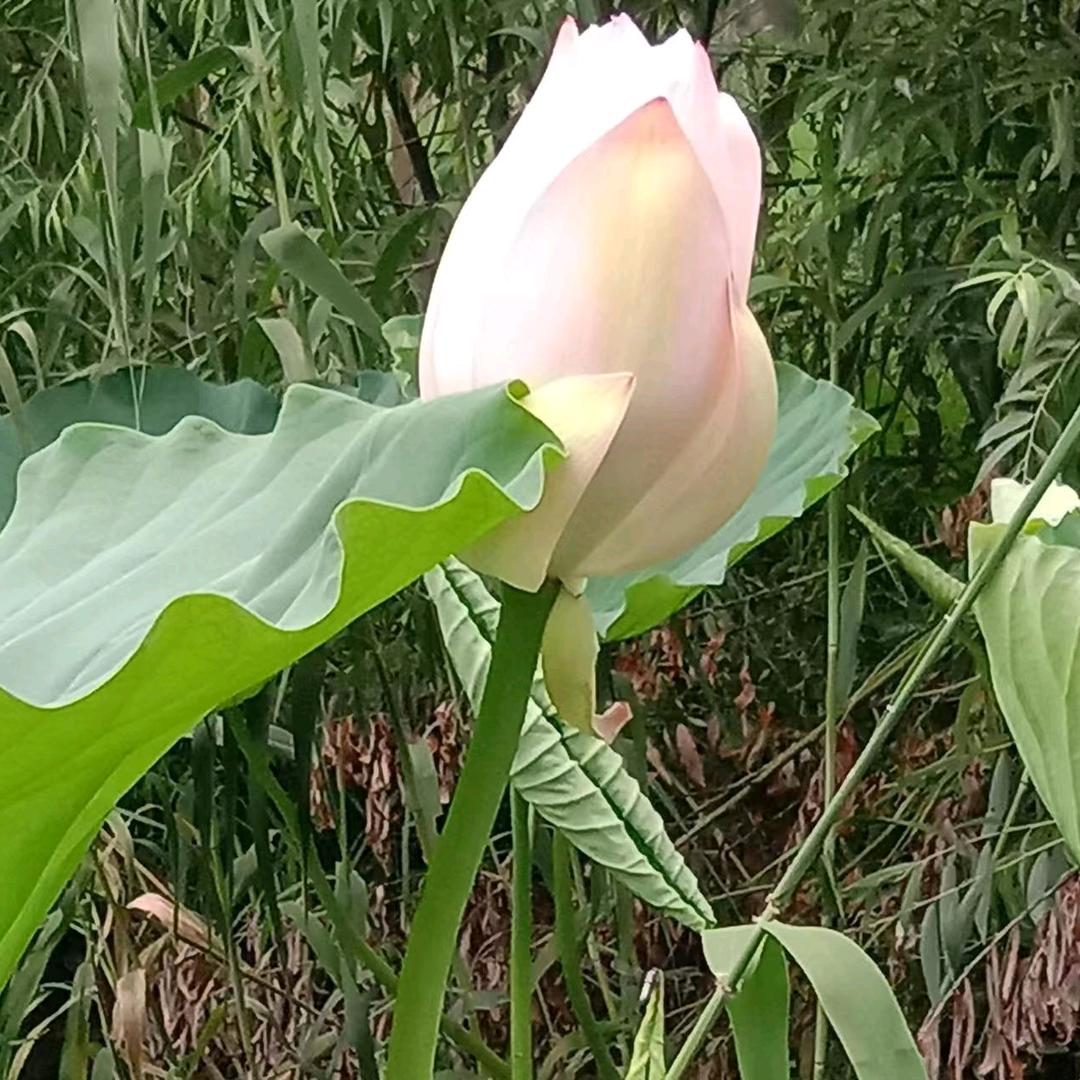 小荷姐姐爱吃瓜