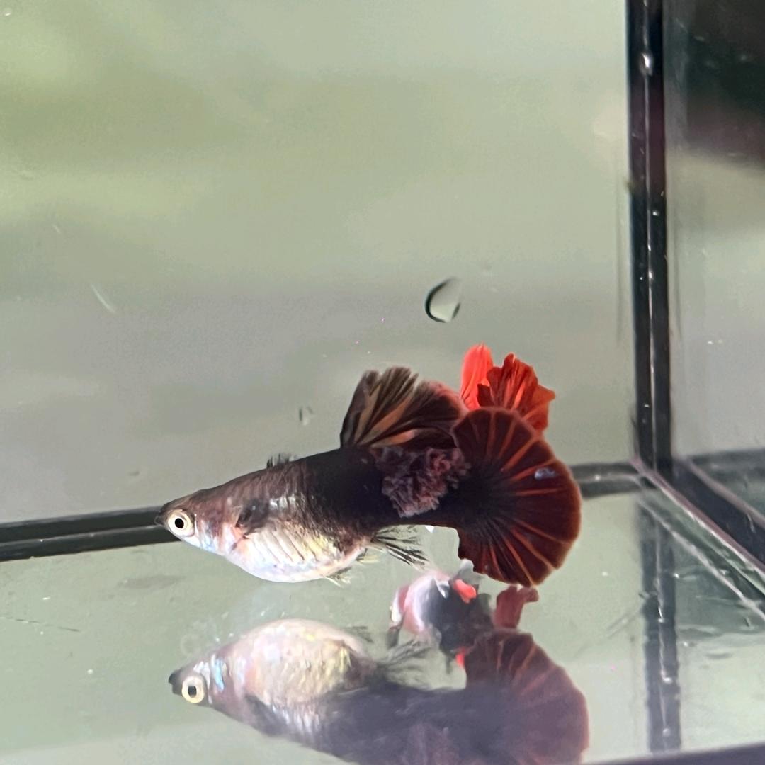 成运孔雀鱼