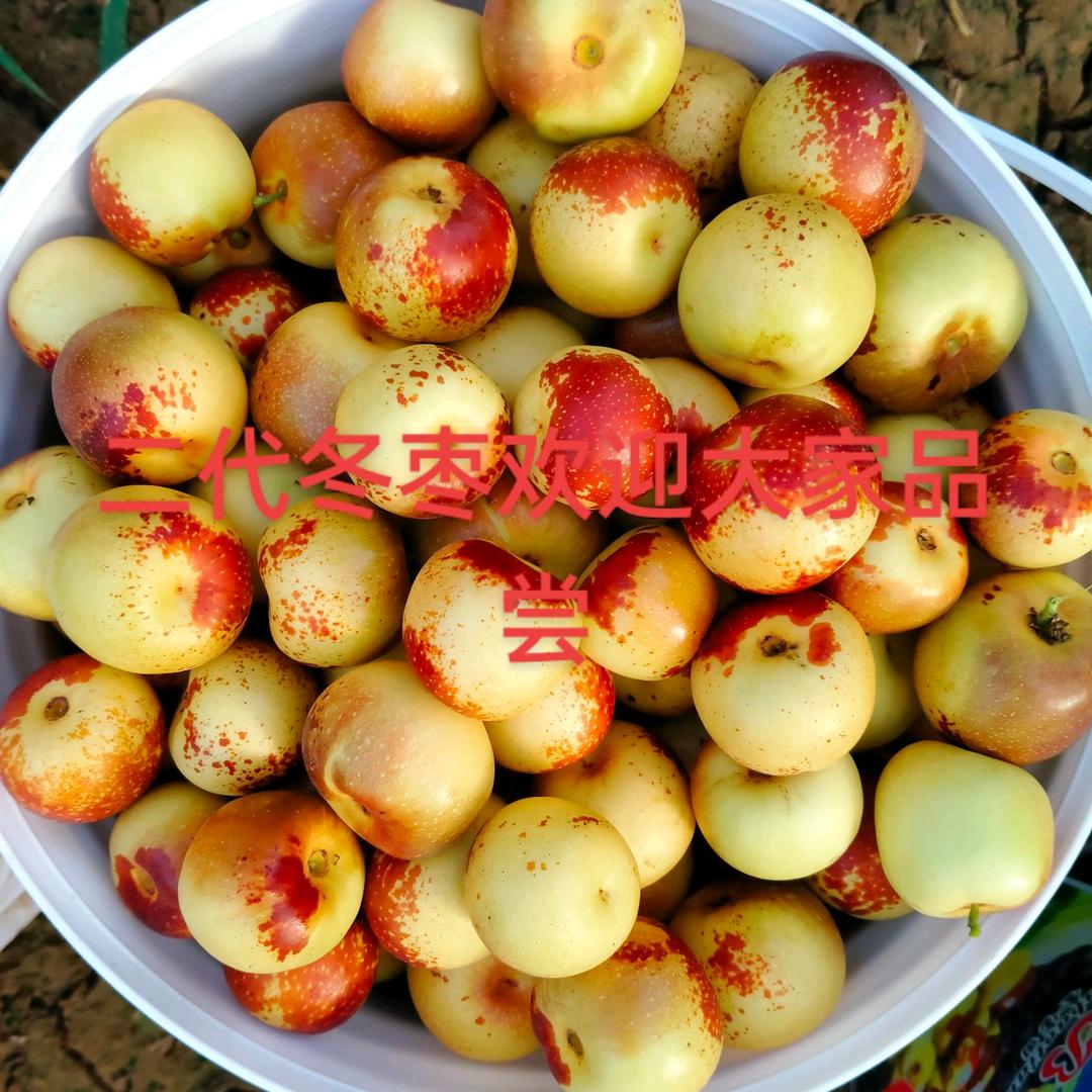 小贺二代冬枣