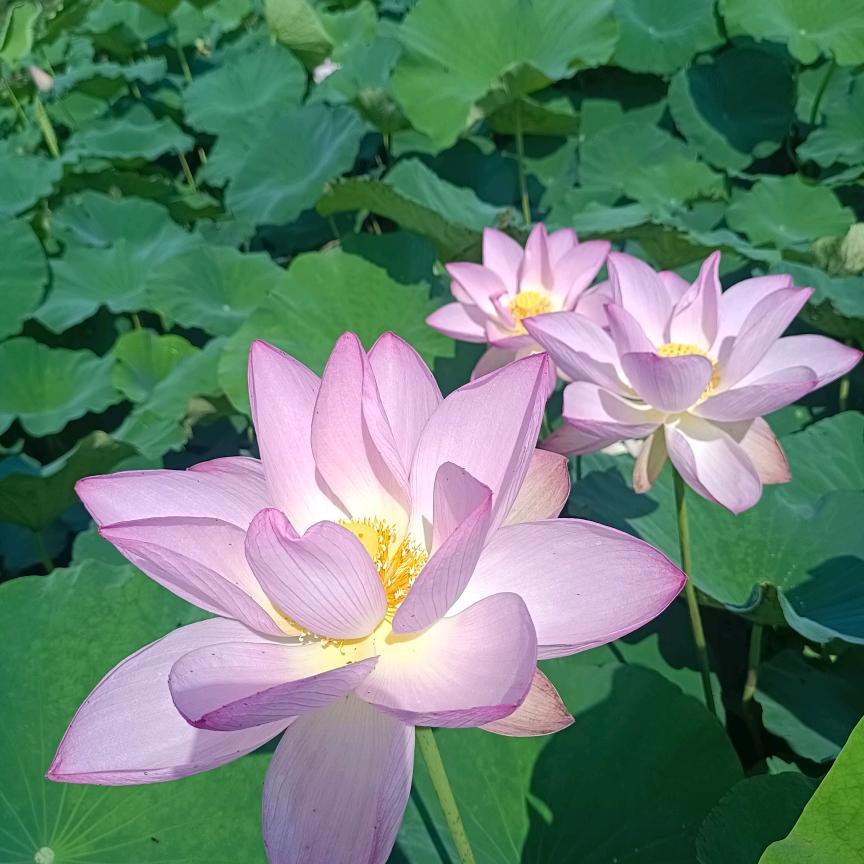 ꦿ꯭💞淡然꧔ꦿ💞