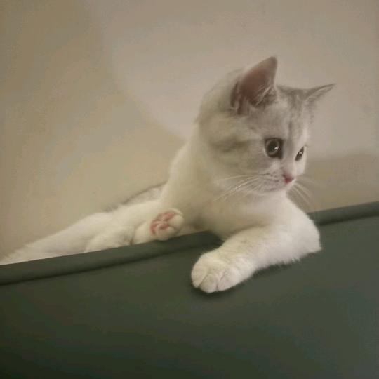 喜洋洋的金圆宝🐱