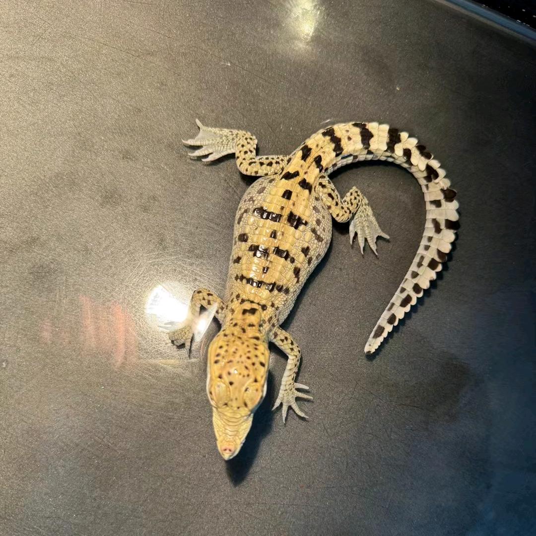 小龙鳄鱼🐊批发零售