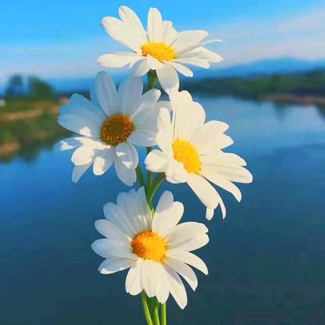 无忧花3954152437358
