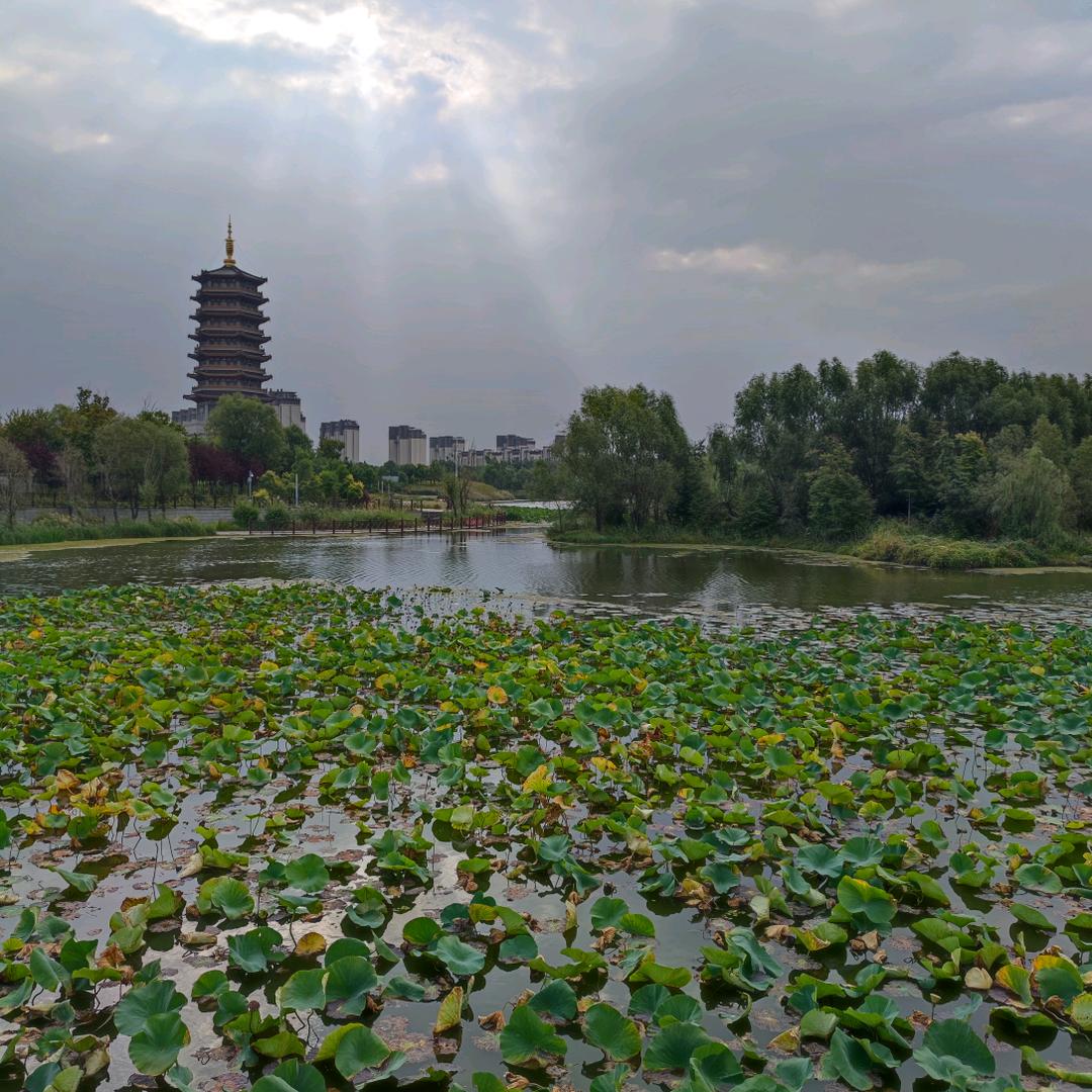 天天礼拜天