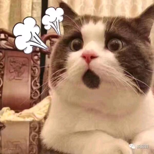 名字一定要够长才会有猪去读哈哈哈哈哈哈哈