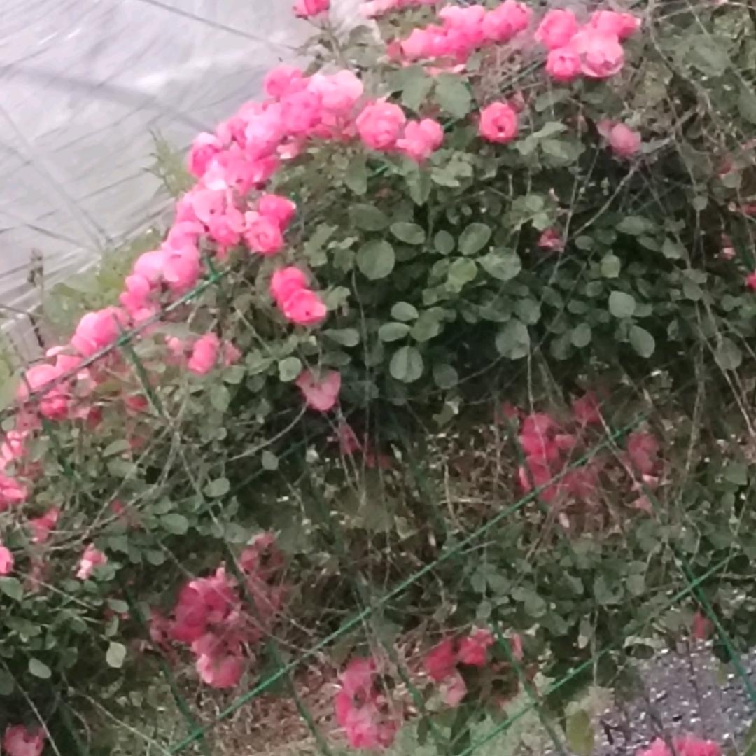 芬