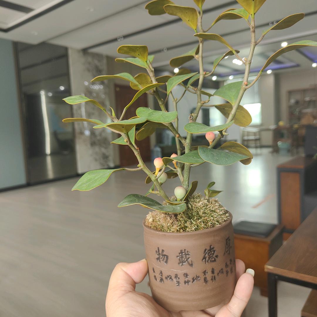 防撞板·碳晶板华莱得