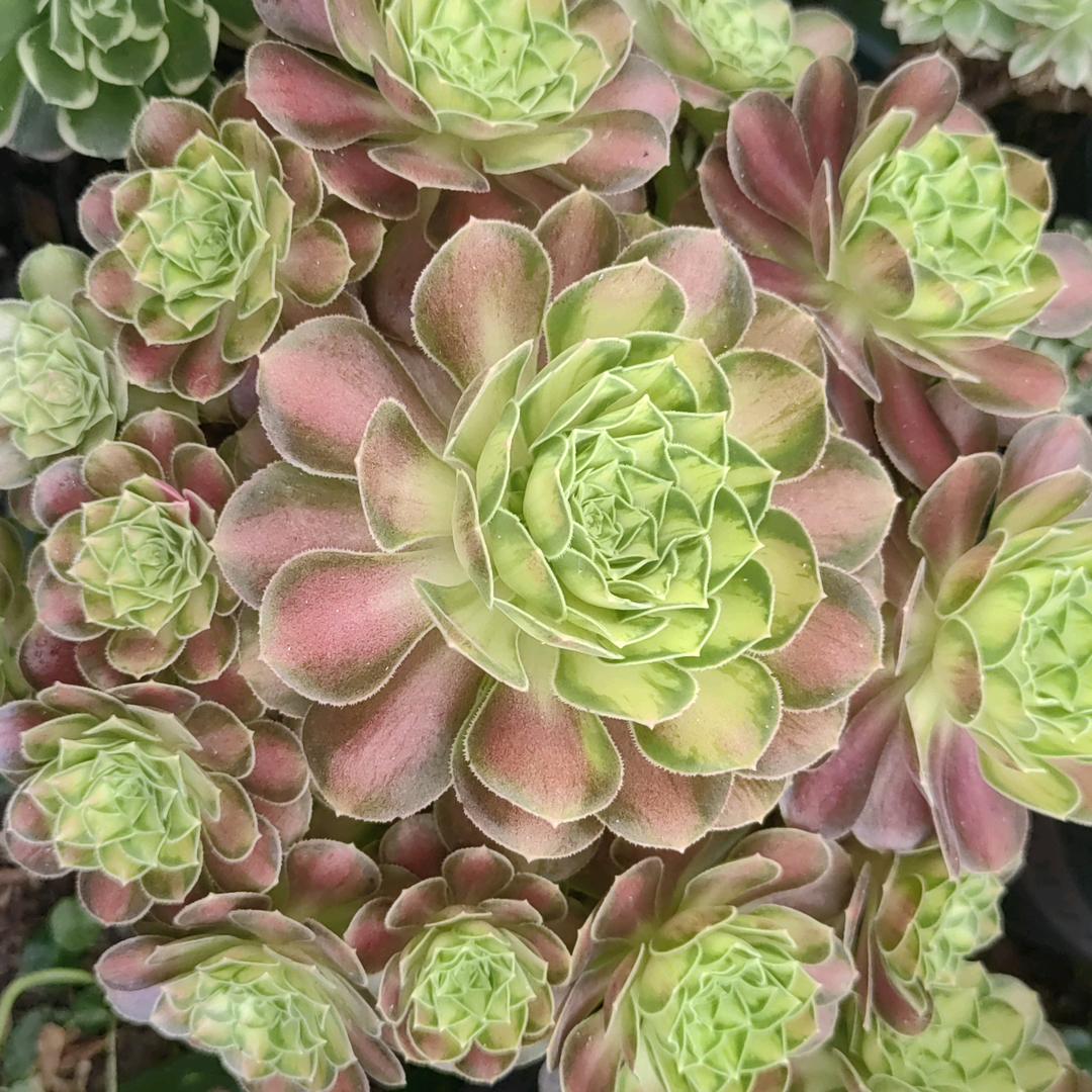 ✨️小茜✨️