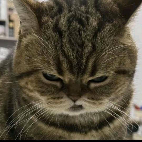 夜猫