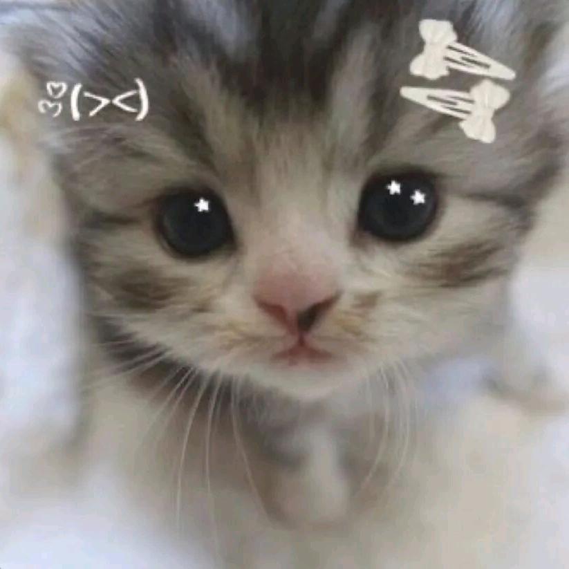 小圆脸猫猫