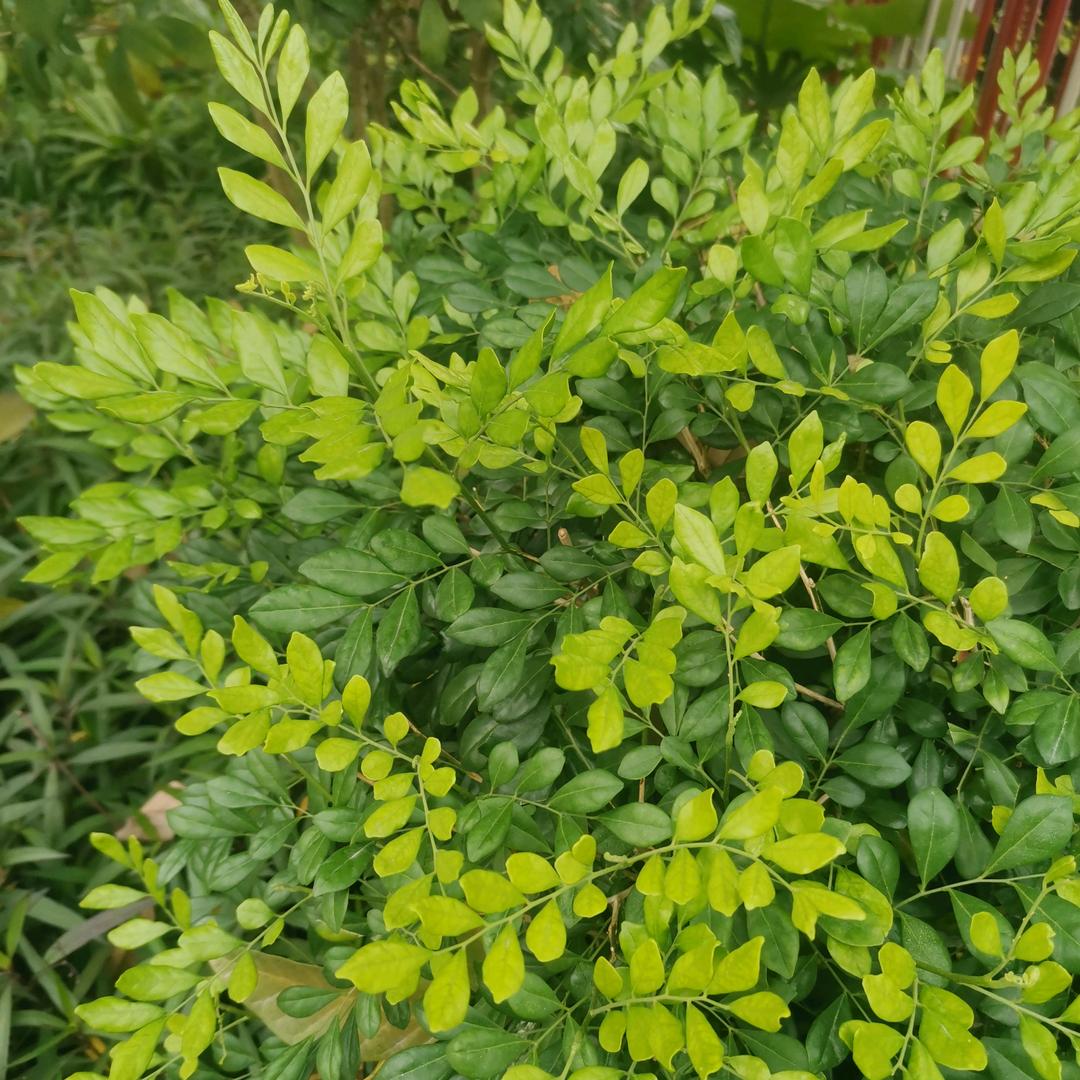 方案，芯片龙腾南芯茂睿芯亿光沃尔德