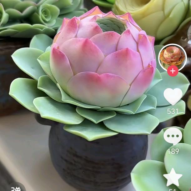 莎儿