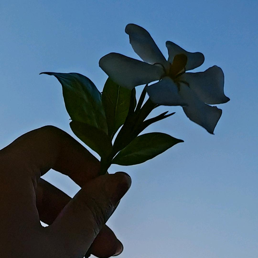 葡萄圆