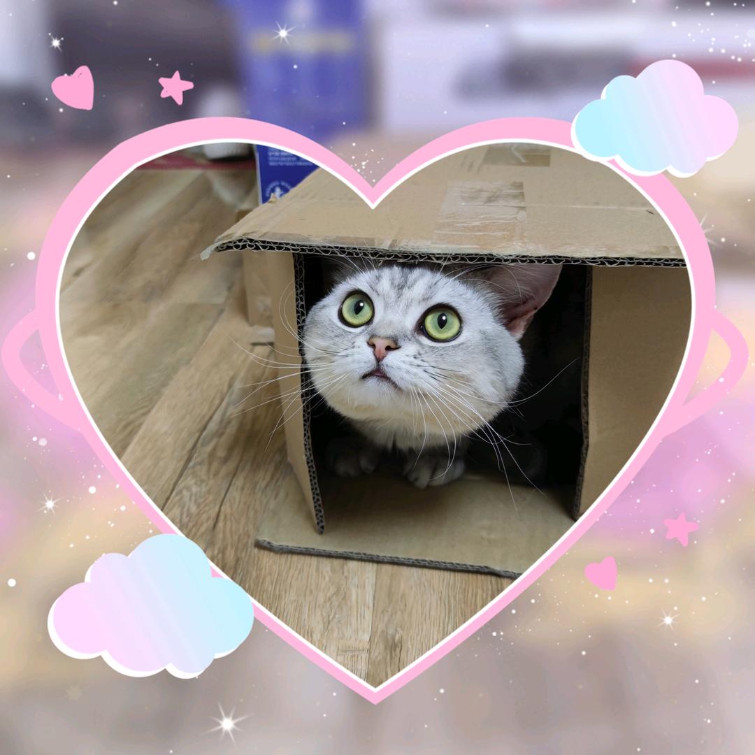 六六是只小臭喵