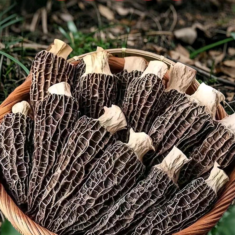 ***高山头茬羊肚菌