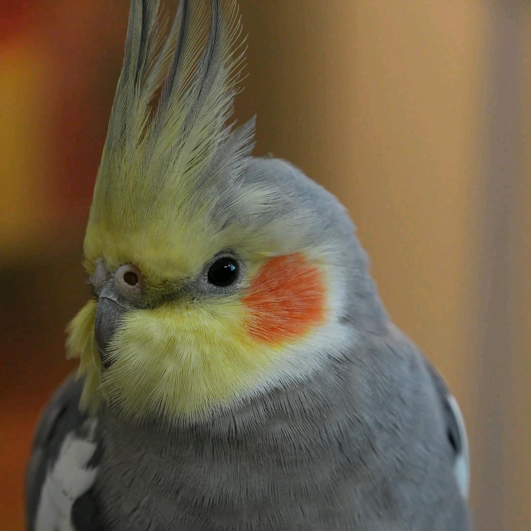 入侵地球总指挥