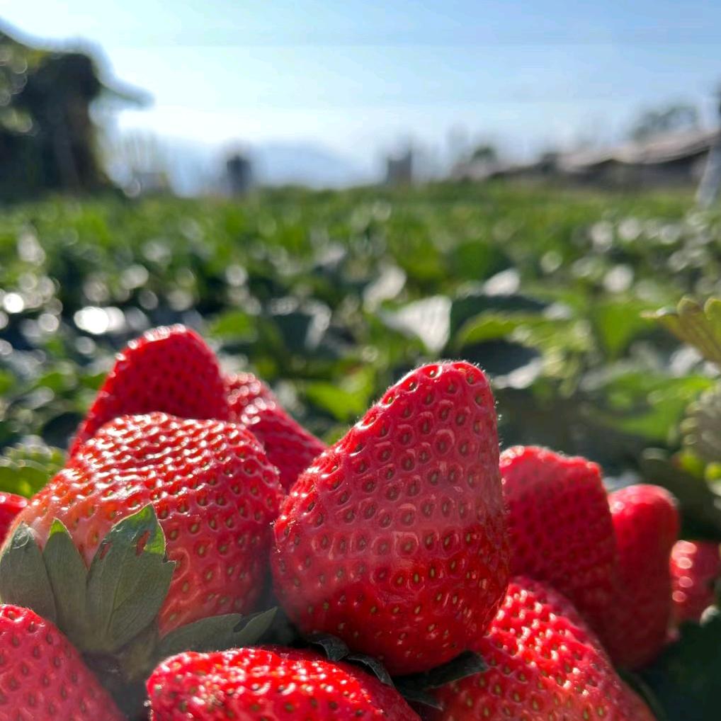 阿云讲草莓🍓