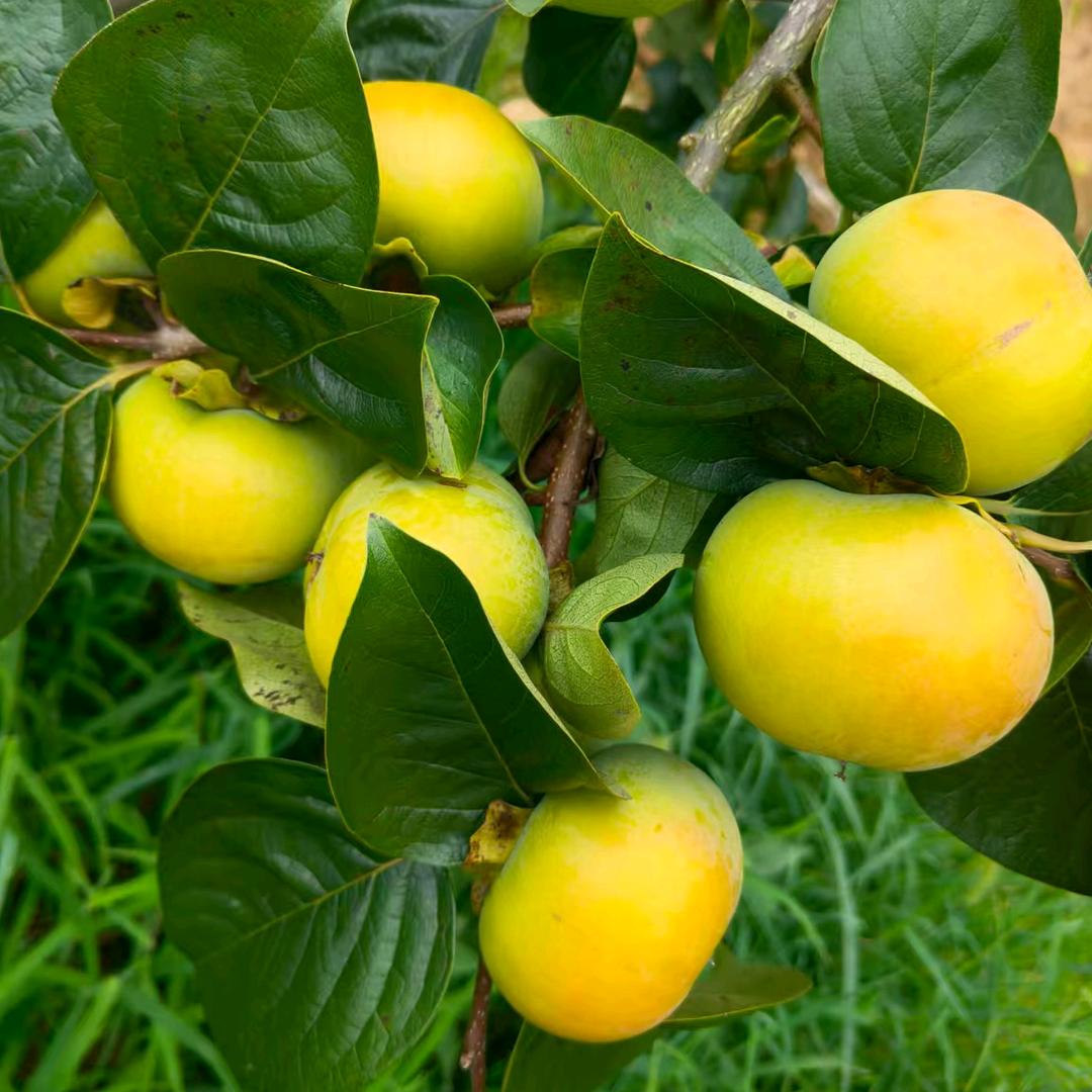 太秋甜柿（梅思悦）🌈