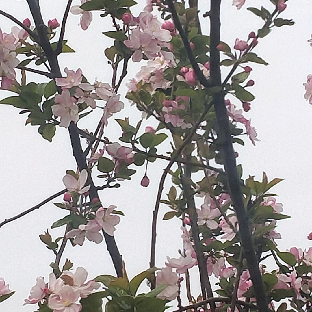 赵金殿