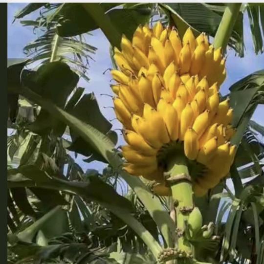 🧖‍♀️🍌奋斗🧞‍♂️🧝