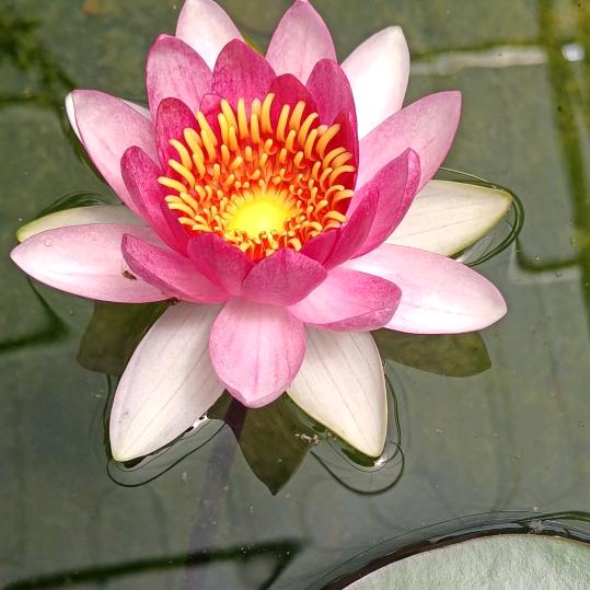 心憶