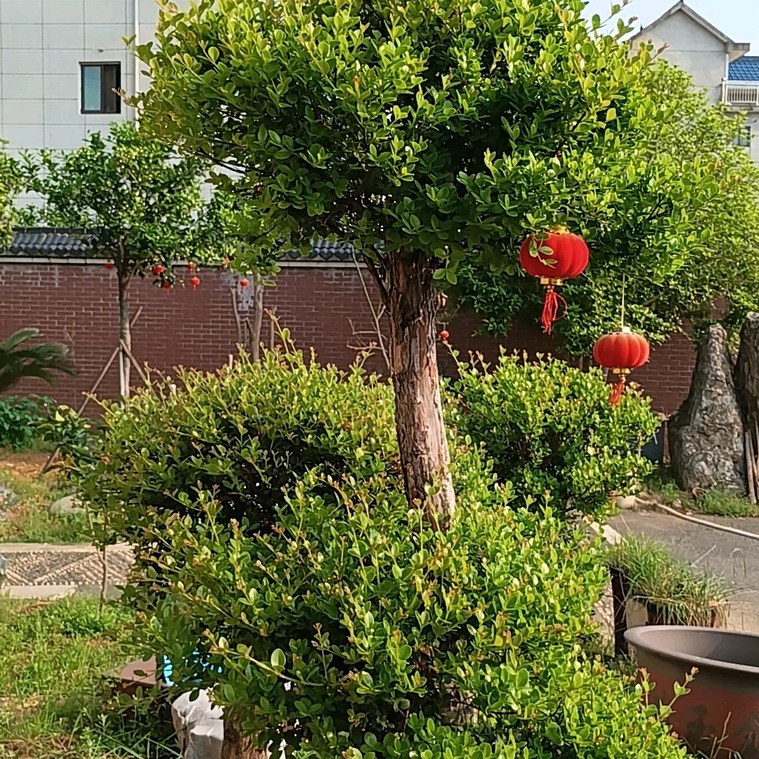萝孔百货