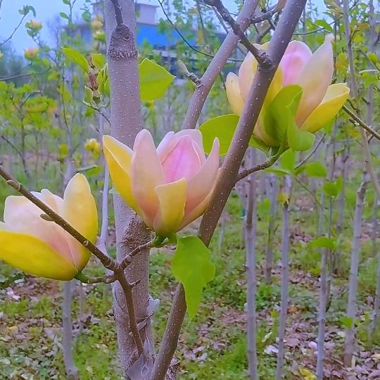 睿岐新品种玉兰种植基地