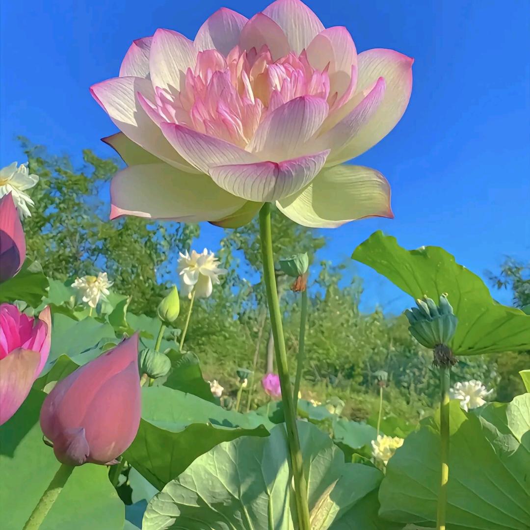 甜甜爱种植