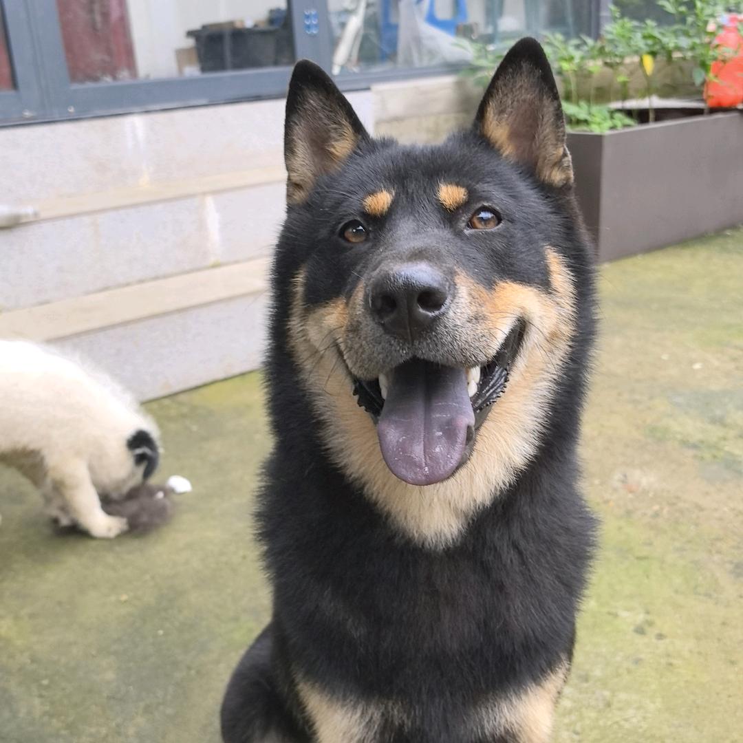 多加点香菜（毛毛是只田园犬🐶）