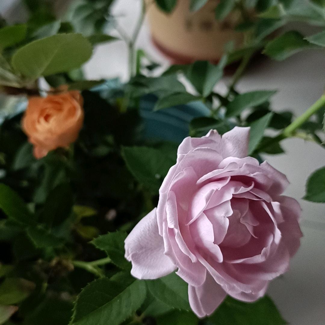 🌈棉花糖