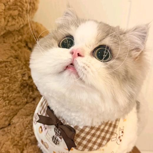 𝗣𝘂𝗽𝗽𝘆𝗼𝗼