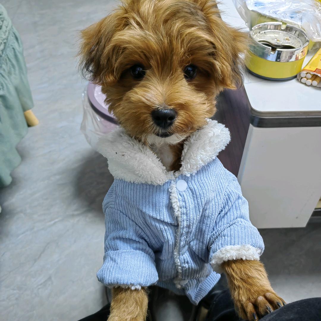 可乐的快乐生活🐶
